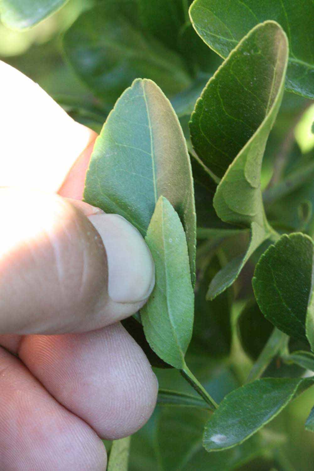            Trifoliolate leaf (Riverside, CA)   